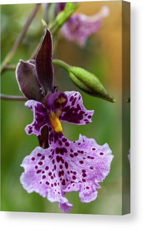 Orchid Canvas Print featuring the photograph Orchid - Caucaea rhodosticta by Heiko Koehrer-Wagner