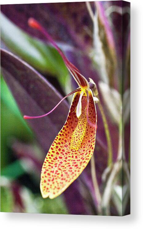 Orchid Canvas Print featuring the photograph Orchid Flower - Restrepia radulifera by Heiko Koehrer-Wagner