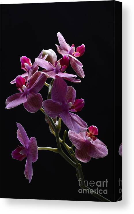 Orchid Canvas Print featuring the photograph Orchid in flight by Robert WK Clark