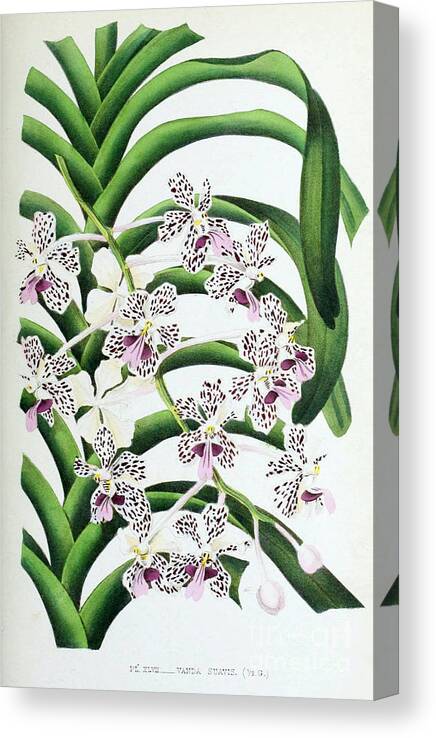 Horticulture Canvas Print featuring the photograph Orchid, Vanda Suavis, 1880 by Biodiversity Heritage Library