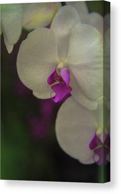 Orchid Canvas Print featuring the photograph Orchids a study of patience by Patricia Dennis
