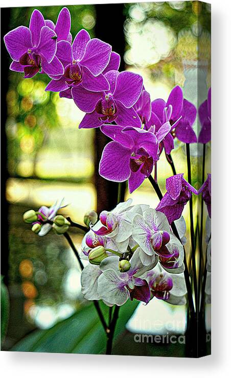 Orchids Canvas Print featuring the digital art Orchids And Buds of Thailand by Ian Gledhill