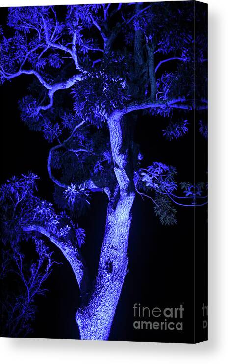 Trees Canvas Print featuring the photograph Organic Blue Abstraction by Carol Lloyd