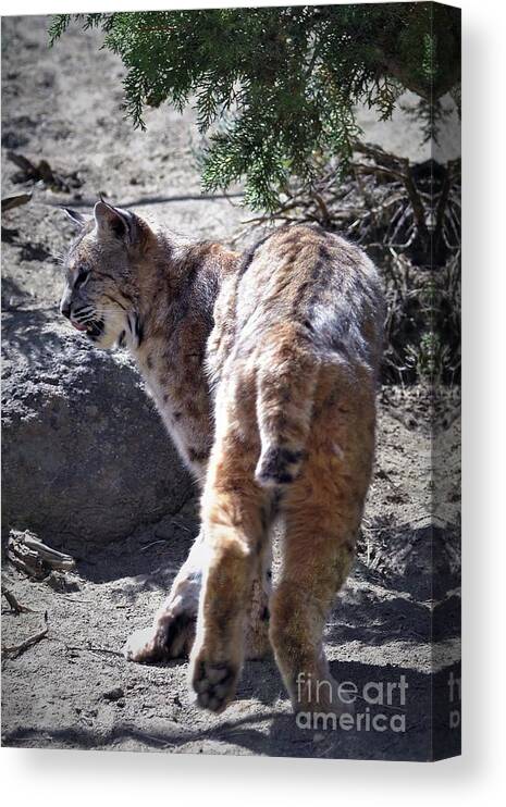 Bobcat Canvas Print featuring the photograph Out for an adventure by Laurianna Taylor