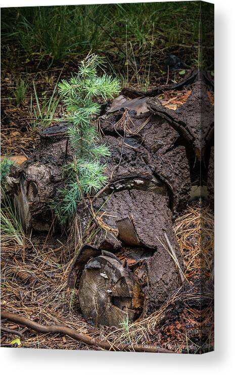 Ponderosa Pine Canvas Print featuring the photograph Out with the Old, In with the New by Aaron Burrows