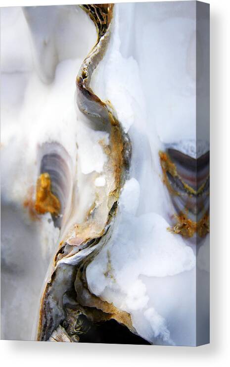 Oyster Canvas Print featuring the photograph Oyster by Richard George