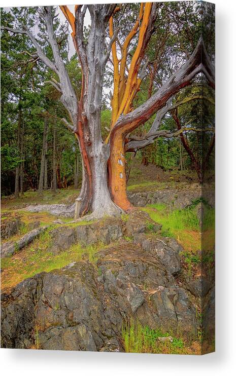 Oregon Coast Canvas Print featuring the photograph Pacific Madrone Tree by Tom Singleton