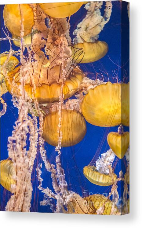 The Aquarium Of The Pacific Canvas Print featuring the photograph Pacific Sea Nettles 7 by David Zanzinger