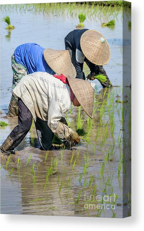 People Canvas Print featuring the photograph Paddy Field 2 by Werner Padarin