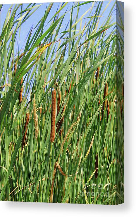 Photo Paint Canvas Print featuring the photograph Painted Bulrushes by Nina Silver