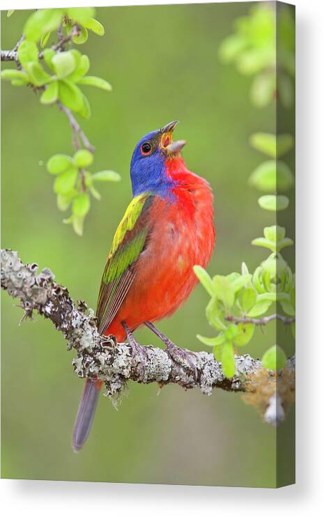 Painted Bunting Canvas Print featuring the photograph Painted Bunting Singing 2 by D Robert Franz