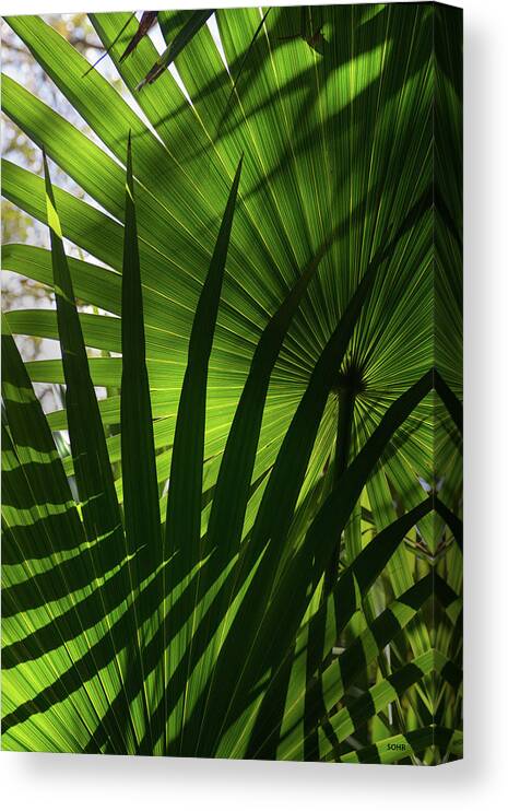 Palm Canvas Print featuring the photograph Palm Study 1 by Dana Sohr