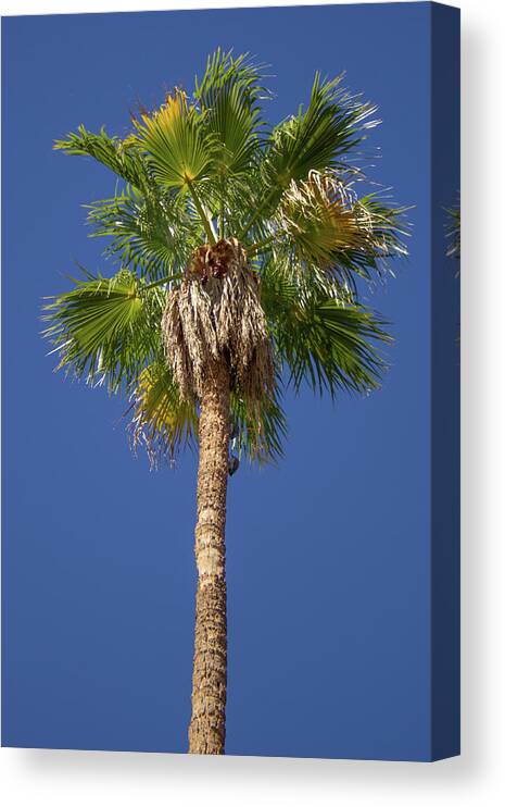 Palm Canvas Print featuring the photograph Palm Tree by Darrell Foster
