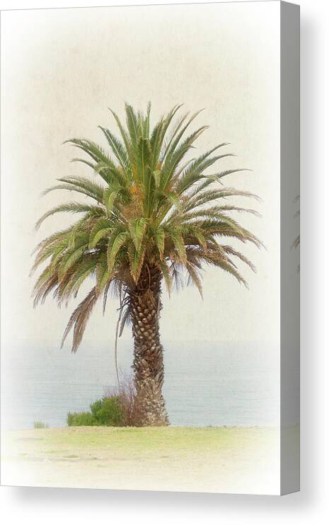 Palm Tree Canvas Print featuring the photograph Palm Tree in Coastal California in a Retro Style by Anthony Murphy