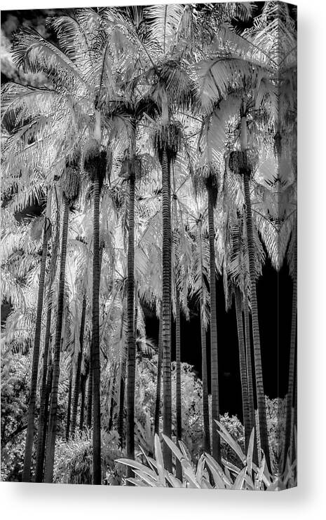 The Huntington Library Canvas Print featuring the photograph Palm Trees at The Huntington Library in Black and White Infrared by Randall Nyhof