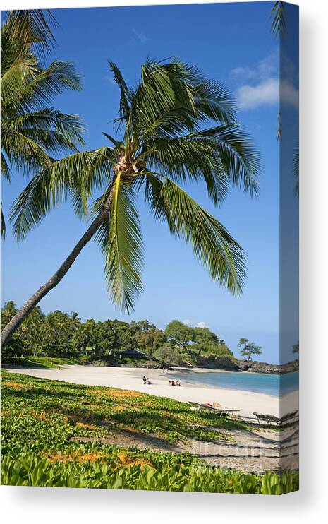 Aqua Canvas Print featuring the photograph Palms over Beach by Ron Dahlquist - Printscapes
