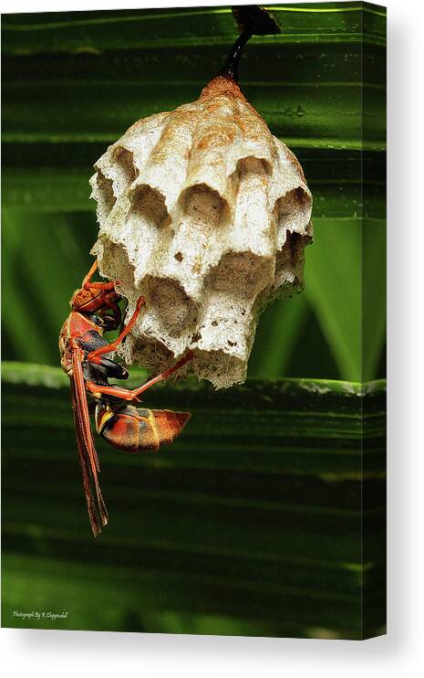 Paper Wasps Canvas Print featuring the photograph Paper wasps 00666 by Kevin Chippindall