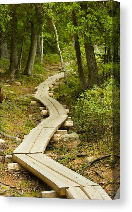 Forest Canvas Print featuring the photograph Path Into Unknown by Sebastian Musial