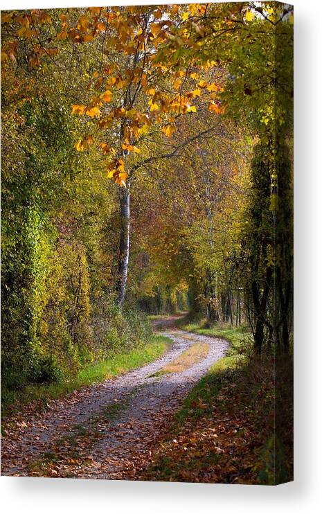 Autumn Canvas Print featuring the photograph Path Through Autumn Forest by Andreas Berthold
