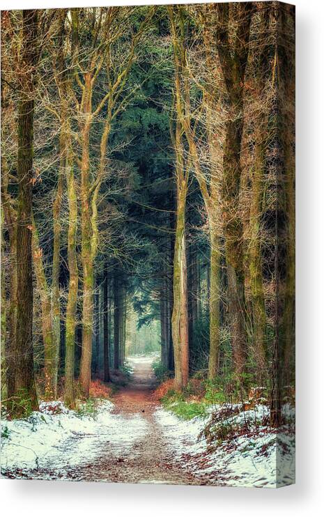 Bergherbos Canvas Print featuring the photograph Path through Bergherbos forest by Tim Abeln