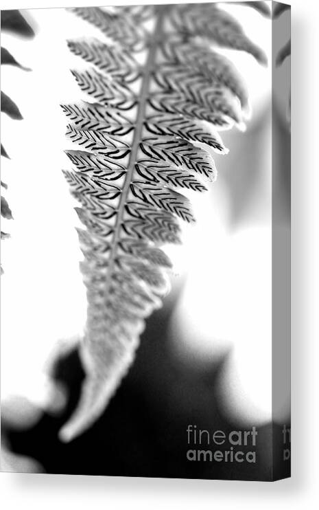 Garden Canvas Print featuring the photograph Patterns in Nature Black and White by Angela Rath