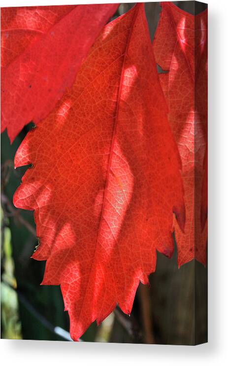 Nature Canvas Print featuring the photograph Patterns In Red by Ron Cline