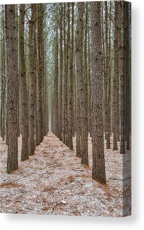 Pines Canvas Print featuring the photograph Peaceful Pines by Denise Bush