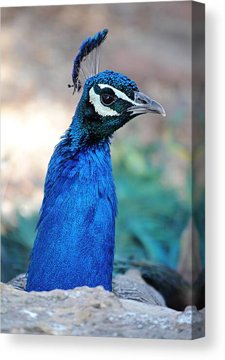 Peacock Canvas Print featuring the photograph Peacock 1 by Diana Douglass