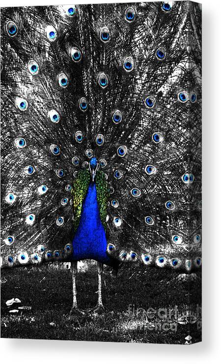 Peacock Canvas Print featuring the digital art Peacock Plumage Color Splash Selective Color Fresco Digital Art by Shawn O'Brien