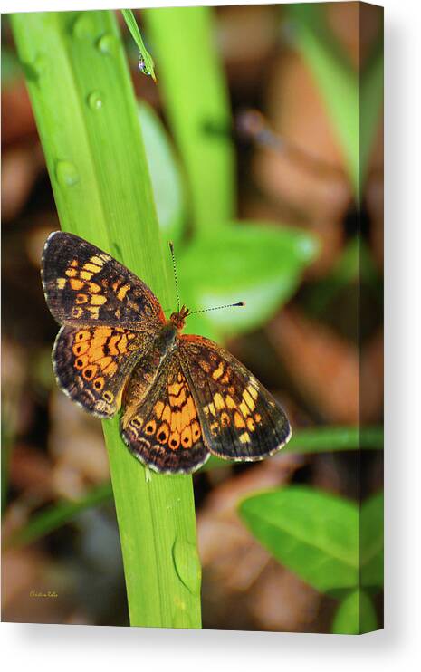 Butterfly Canvas Print featuring the photograph Pearl Crescent Butterfly by Christina Rollo