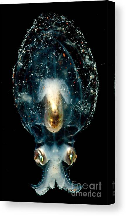 Bolitaenidae Canvas Print featuring the photograph Pelagic Octopus by Dant Fenolio