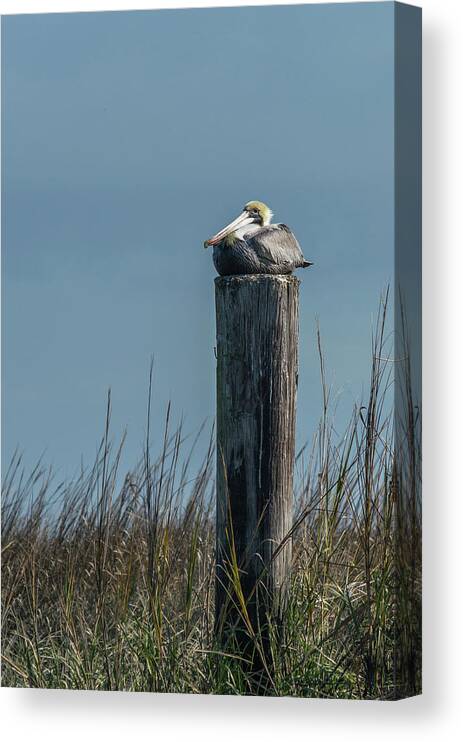 Animal Canvas Print featuring the photograph Pelican on a Piling by Nancy Comley