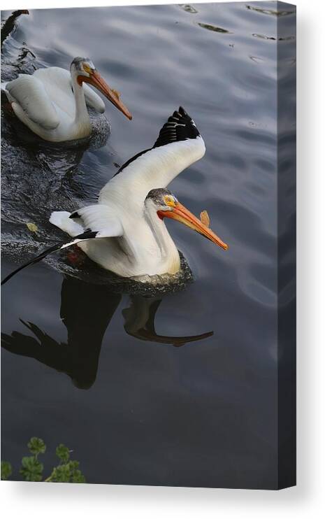 Pelican Canvas Print featuring the photograph Pelicans Pretty? by Buck Buchanan