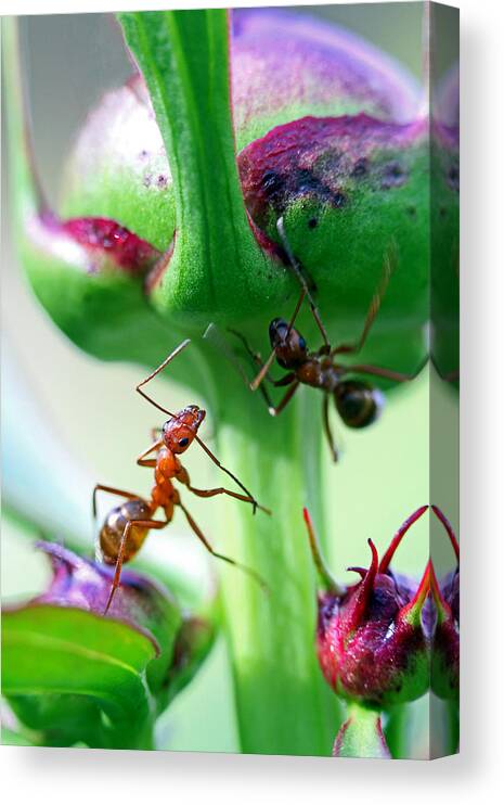  Insects Canvas Print featuring the photograph Peony Bud by Jennifer Robin