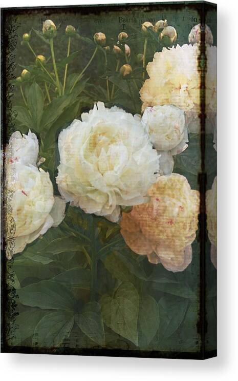 Peony Canvas Print featuring the photograph Peony by Rosemary Aubut