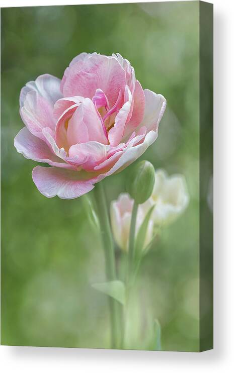 Flower Canvas Print featuring the photograph Peony Tulip - Vertical Texture by Patti Deters