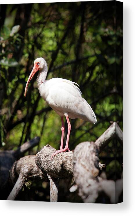 Ibis Canvas Print featuring the photograph Perched Ibis by Nick Shirghio