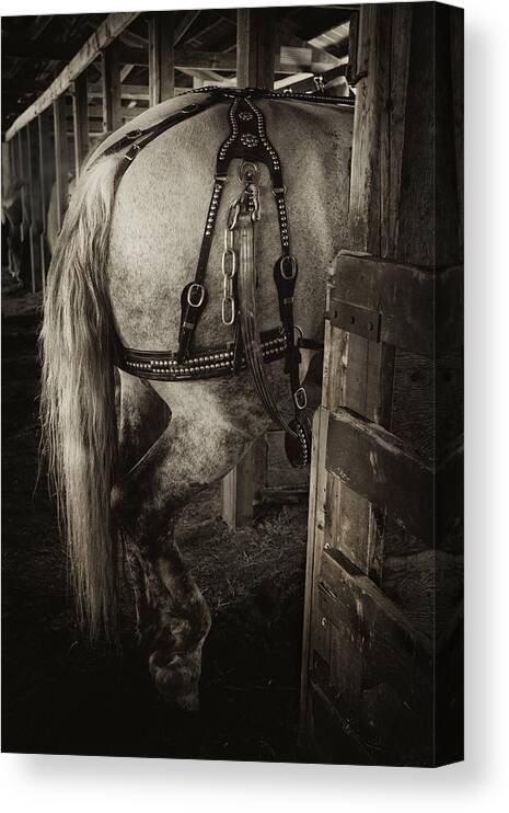Horse Canvas Print featuring the photograph Percheron Draft Horse by Theresa Tahara