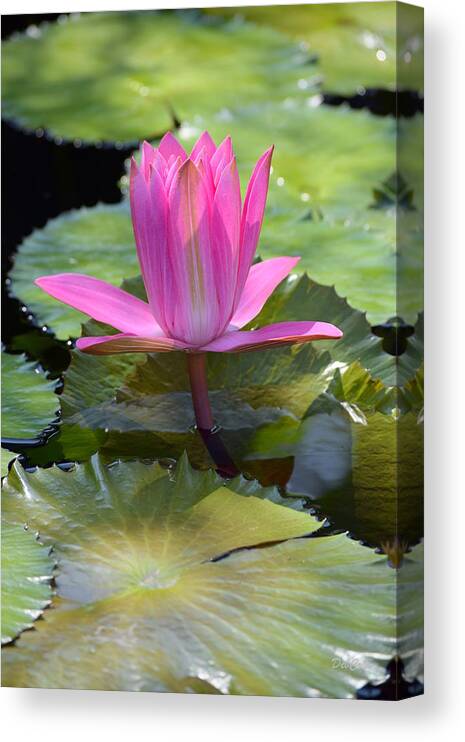 Lily Canvas Print featuring the photograph Perfection by Deborah Crew-Johnson