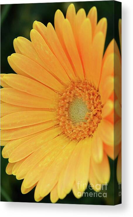 Flowers Canvas Print featuring the photograph Petal Power by Cindy Manero
