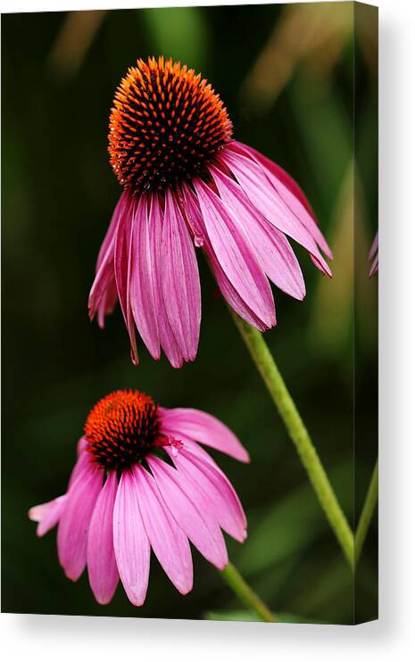 Echinacea Canvas Print featuring the photograph Petals And Quills by Debbie Oppermann