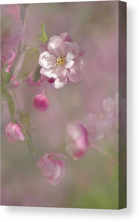 Plant Canvas Print featuring the photograph Pink and Green 02 by Ann Bridges