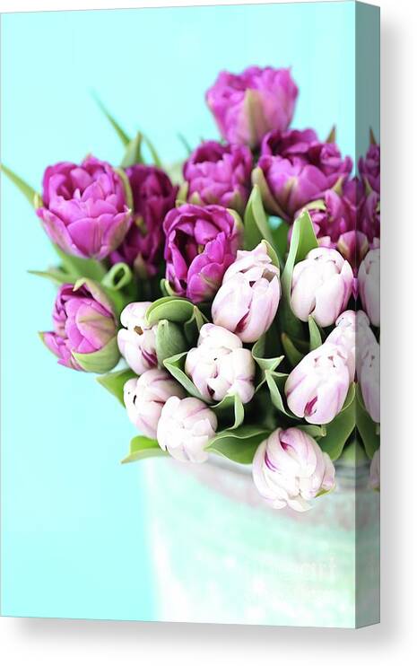 Photography Canvas Print featuring the photograph Pink And Purple Tulips by Sylvia Cook