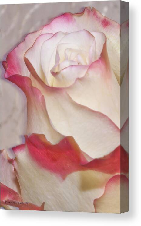 Pink And White Rose Canvas Print featuring the photograph Pink And White Rose by Sandra Foster