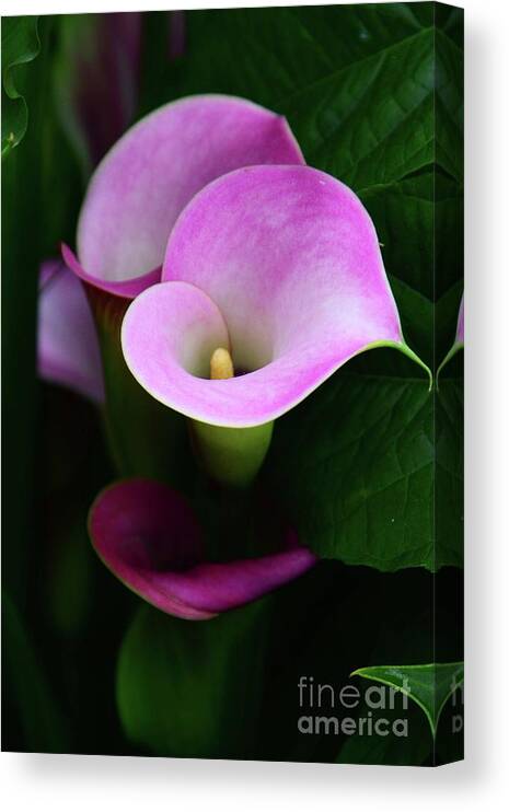 Flowers Canvas Print featuring the photograph Pink Callas by Cindy Manero