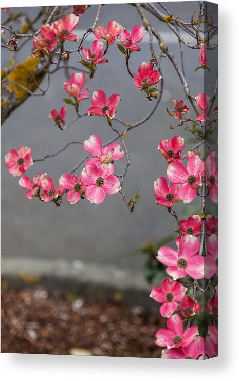 Bellingham Canvas Print featuring the photograph Pink Dogwoods by Judy Wright Lott