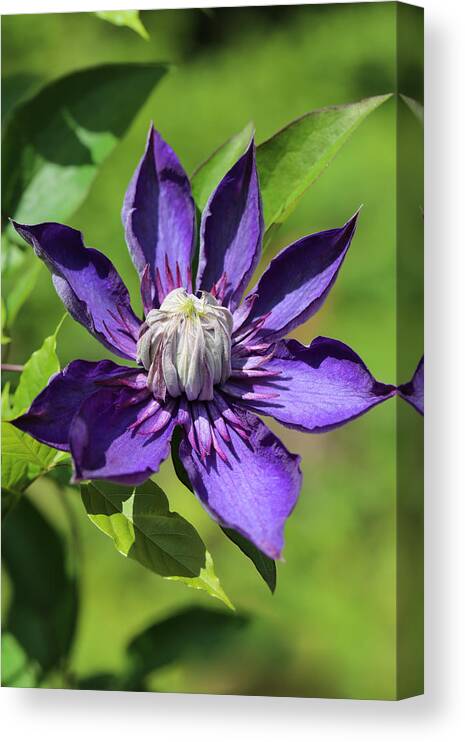 Clematis Canvas Print featuring the photograph Pink Lashes by Tammy Pool