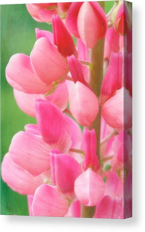 Cindi Ressler Canvas Print featuring the photograph Pink Lupine 974 by Cindi Ressler