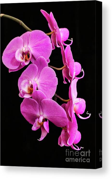 Pink Orchid Canvas Print featuring the photograph Pink Orchid with Black background by Andy Myatt