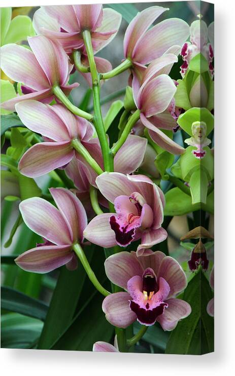 Beautiful Canvas Print featuring the photograph Pink Orchids 2 by Ann Bridges